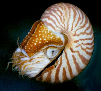 Nautilus